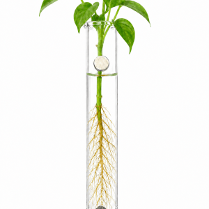 Magnetic Shungite Propagation Vial