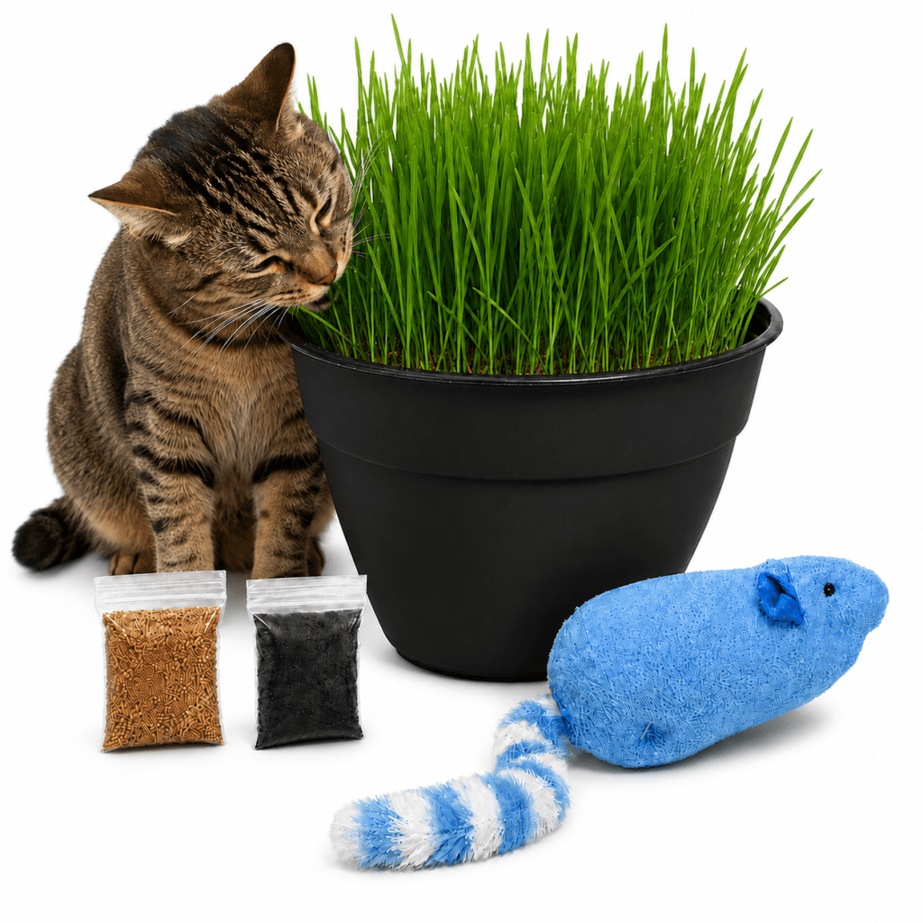 Cat Grass